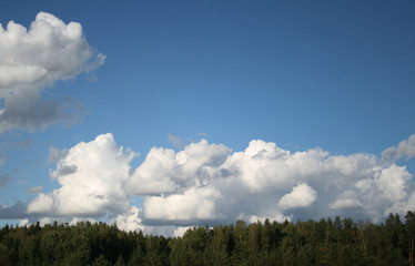 Pine trees forest tops on blue sky with white big cumulus clouds as summer background