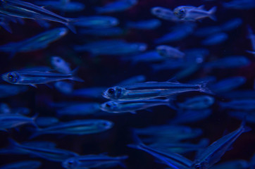 blue fish background