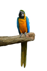 blue and gold macaw bird