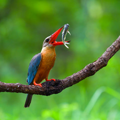 Stork-billed Kingfisher Bird