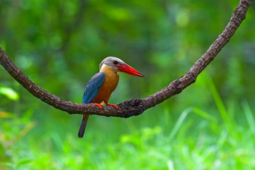 Stork-billed Kingfisher Bird