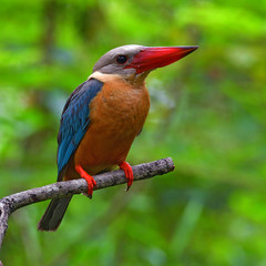 Stork-billed Kingfisher Bird
