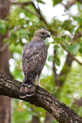 Changeable Hawk Eagle Bird