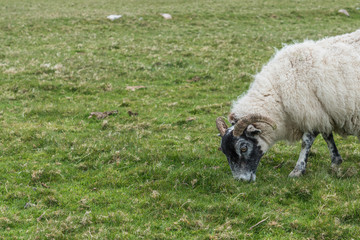 Obraz premium Sheep and Lambs eating grass in the scottish highlands with mountain view on a cloudy day