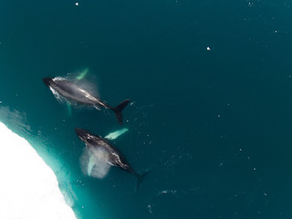 Greenland | Buckle whales