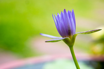 Purple lotus on blur background beautiful natural scene
