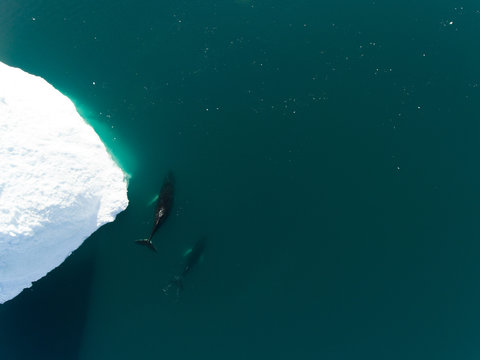 Greenland | Buckle whales