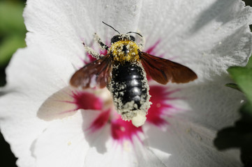 クマバチ　受粉