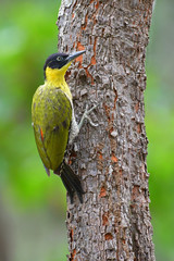Black-headed Woodpecker bird