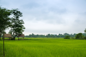 Rice Filed with Ripe Rice Ready for Harvest,  Farming Argriculture in Northern of Thailand