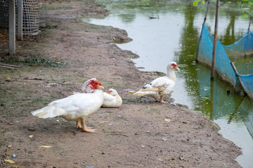Ducks in Outdoor Farm in the Raining Day