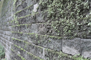 old stone wall with green moss