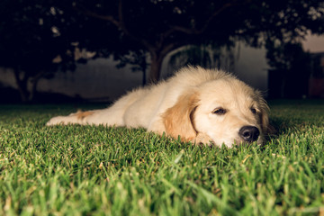 Portrait of a puppy golden retriever dog very pretty and adorable. Puppy sleeping on the lawn