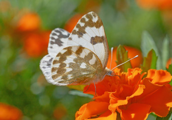 close up of eastern Bath white butterfly sitting on marigold flower