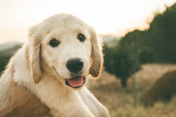 Close up of a puppy dog of the golden retriever breed