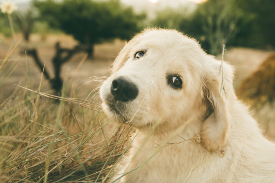 Close up of a puppy dog of the golden retriever breed. Puppy looking at the camera