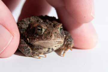Toad in a hand 4