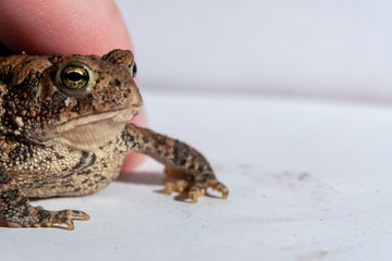 Toad in a hand 11