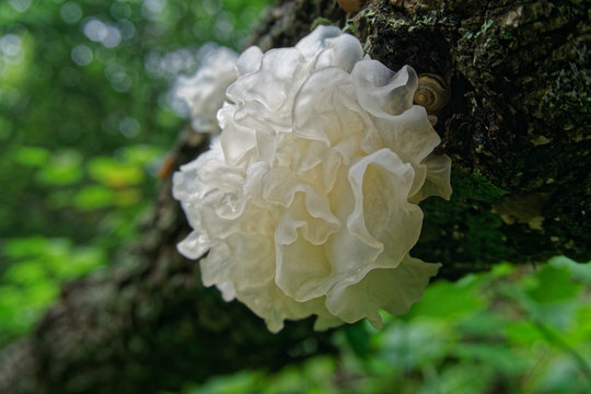 Chinese gelatinous fungi. Tremella fuciformis. Snow fungus.