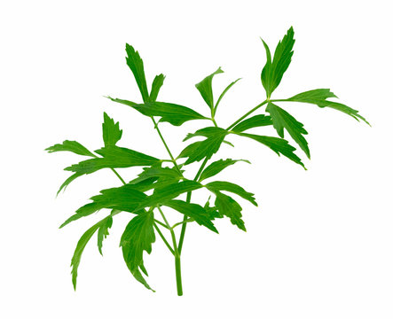 Lovage Medicinal and Culinary Herb Plant. Levisticum Officinale Isolated on White Background.