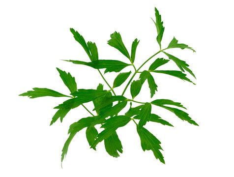 Lovage Medicinal and Culinary Herb Plant. Levisticum Officinale Isolated on White Background.