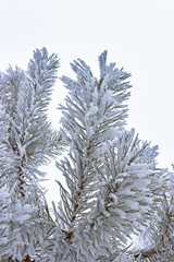 winter frosty branches on a white background