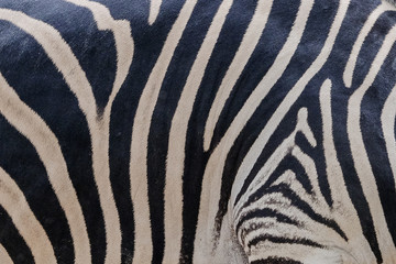 Fototapeta na wymiar south africa kruger wildlife nature reserve and wild zebra skin abstract background