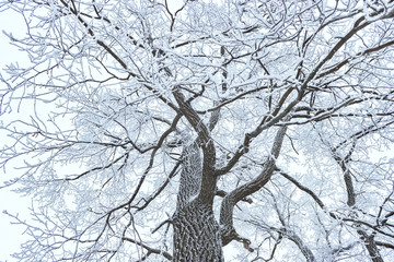 winter frosty tree on a white background