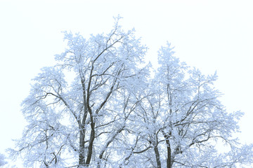 winter frosty tree on a white background