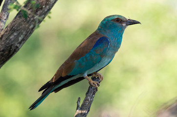 Perching, colorful european roller bird, side