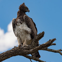 Magnificent adult martial eagle portrait, left view
