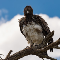 Magnificent adult martial eagle portrait, front view
