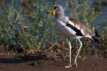 White-crowned lapwing bird with prominent wing spurs, front