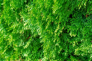 Green shrub thuya, planted evenly trimmed. Background bush, nature