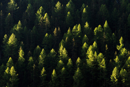 Fototapeta Early morning summer sunshine on the top of the pine trees in the green forest mountains in the Valais region near Grimentz in Switzerland  