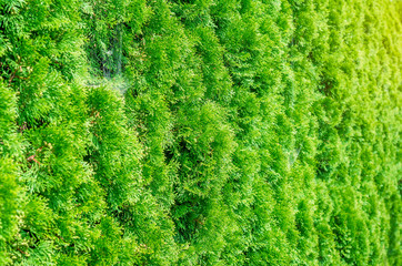 Green shrub thuya, planted evenly trimmed. Background bush, nature