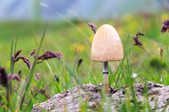 Panaeolus semiovatus, a medium-sized buff-colored mushroom toadstool on horse dung in the Swiss alps. Panaeolus is a genus of small, black-spored, saprotrophic agarics
