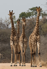 Wild giraffe group on Sabieriver causeway, facing