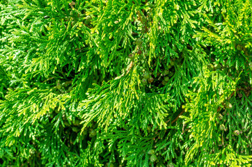 Green shrub thuya, planted evenly trimmed. Background bush, nature