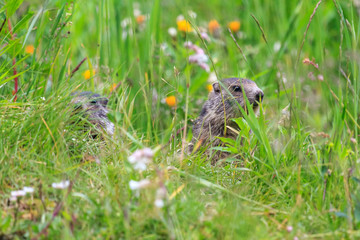 Naklejka na ściany i meble Beautiful and cute alpine marmot (Marmota marmota) in the green grass in the swiss alps in summer