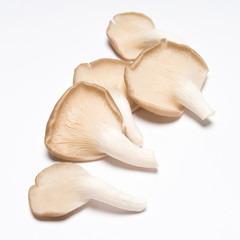 Oyster mushrooms (Pleurotus ostreatus)  on white background