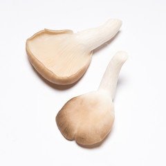 Oyster mushrooms (Pleurotus ostreatus)  on white background