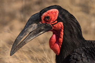 Colorful southern ground hornbill bird, facial close-up