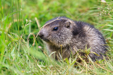 Naklejka na ściany i meble Beautiful and cute alpine marmot (Marmota marmota) in the green grass in the swiss alps in summer 