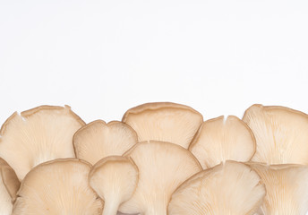 Oyster mushrooms (Pleurotus ostreatus)  on white background