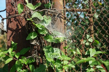 old gate on a summer cottage