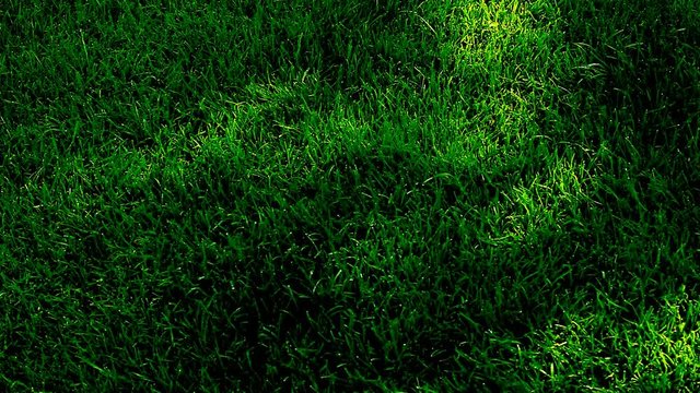 Green Grass Tree shadow hd footage