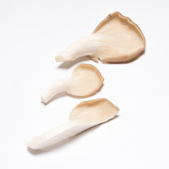 Oyster mushrooms (Pleurotus ostreatus)  on white background