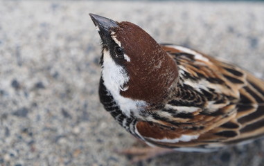 Male Spannish sparrow