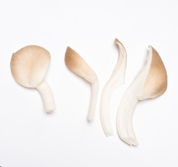 Oyster mushrooms (Pleurotus ostreatus)  on white background